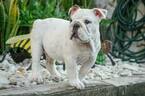Small Photo #3 English Bulldog Puppy For Sale in CUTLER BAY, FL, USA