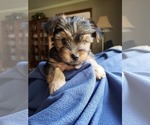 Small Photo #2 Yorkshire Terrier Puppy For Sale in MINNEAPOLIS, MN, USA