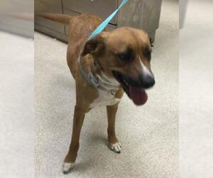 Mutt Dogs for adoption in Riverside, CA, USA