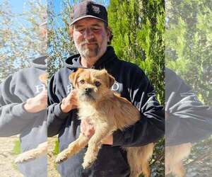 Brussels Griffon-Unknown Mix Dogs for adoption in Minneapolis, MN, USA