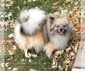 Mother of the Pomeranian puppies born on 11/25/2025