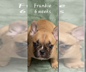 Medium French Bulldog