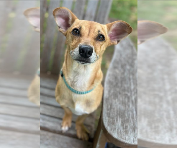 Medium Photo #5 Chihuahua-Unknown Mix Puppy For Sale in Cranston, RI, USA