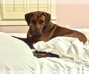 Father of the Rhodesian Ridgeback puppies born on 04/30/2026