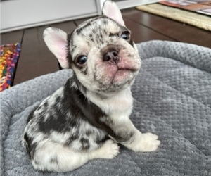 French Bulldog Puppy for Sale in MOOREFIELD, West Virginia USA