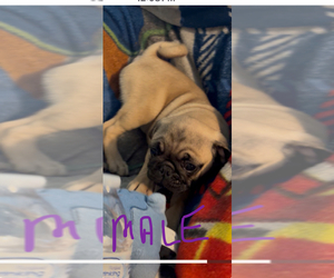 Pug Puppy for sale in FREDERICKSBURG, VA, USA