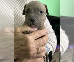 Medium American Staffordshire Terrier