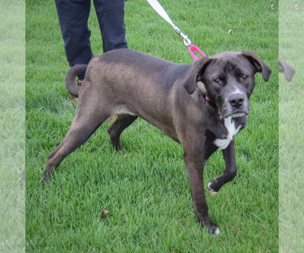 Medium Photo #4 American Bulldog-Labrador Retriever Mix Puppy For Sale in Huntley, IL, USA