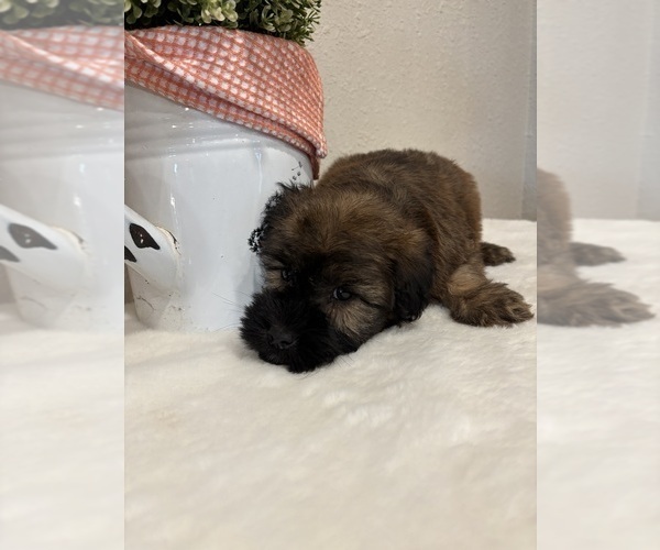Medium Photo #6 Soft Coated Wheaten Terrier Puppy For Sale in SALEM, MO, USA