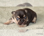 Small #4 French Bulldog