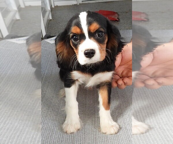 Medium Photo #1 Cavalier King Charles Spaniel Puppy For Sale in CARLISLE, KY, USA