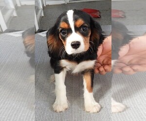 Cavalier King Charles Spaniel Litter for sale in CARLISLE, KY, USA