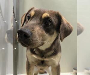 Collie Dogs for adoption in Bakersfield, CA, USA