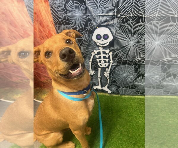 Medium Photo #3 Mutt Puppy For Sale in Euless, TX, USA