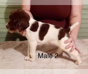 German Shorthaired Pointer Puppy for sale in WELLS TANNERY, PA, USA