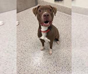 American Pit Bull Terrier Dogs for adoption in Brighton, CO, USA