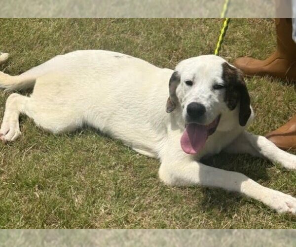 Medium Photo #3 Mutt Puppy For Sale in Shelburne, VT, USA