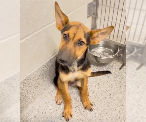Medium Photo #2 German Shepherd Dog Puppy For Sale in Houston, TX, USA