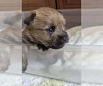 Puppy Puppy 1 Cairn Terrier