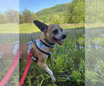 Small #3 Chihuahua