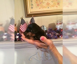 Dachshund Puppy for sale in SHALLOTTE, NC, USA