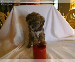 ShihPoo Puppy for sale in SPRING LAKE, NC, USA