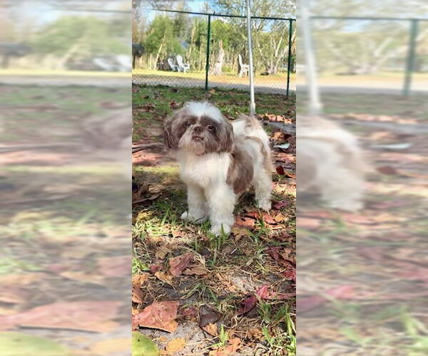 Medium Photo #5 Shih Tzu Puppy For Sale in Weston, FL, USA