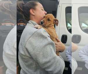 Mutt Dogs for adoption in Woodbury, NY, USA