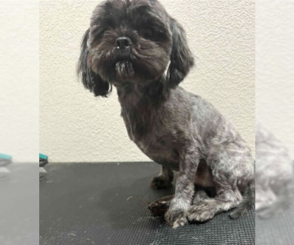 Medium Photo #1 Shih Tzu-Unknown Mix Puppy For Sale in Grafton, WI, USA