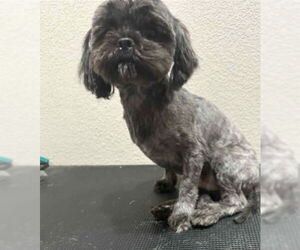 Medium Shih Tzu Mix