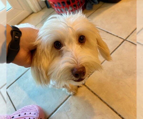 Medium Photo #2 Havanese Puppy For Sale in Fort Wayne, IN, USA