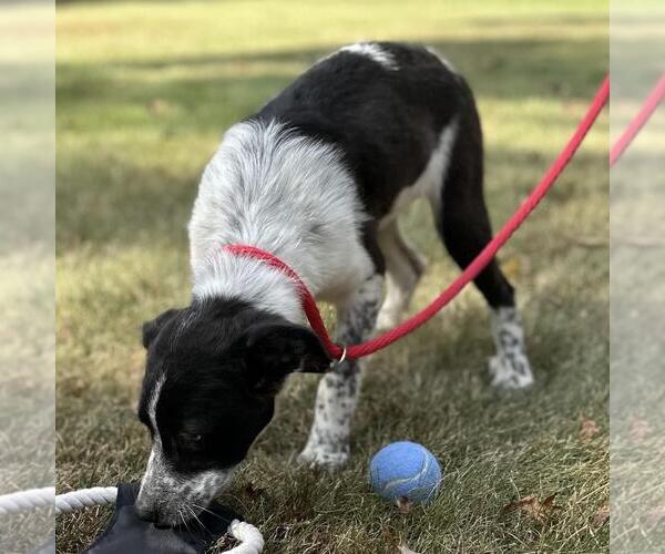 Medium Photo #3 Mutt Puppy For Sale in Yardley, PA, USA