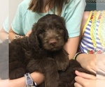 Small Photo #19 Goldendoodle Puppy For Sale in TERRY, MS, USA