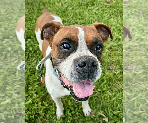 Medium Photo #3 Boxer Puppy For Sale in Dumont, NJ, USA