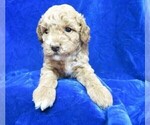 Small Photo #9 Goldendoodle (Miniature) Puppy For Sale in GROVESPRING, MO, USA