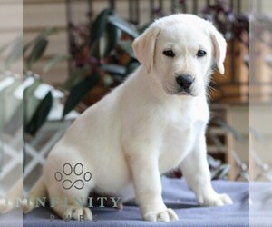 Labrador Retriever Puppy for sale in DENVER, PA, USA