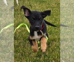 Small #2 German Shepherd Dog Mix