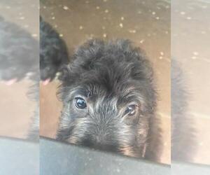 Aussiedoodle Miniature  Puppy for sale in MARION, TX, USA