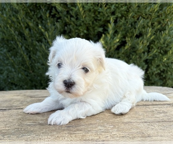 Medium Photo #3 Maltese Puppy For Sale in MIDDLEBURY, IN, USA