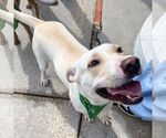 Small #3 Labrador Retriever-Retriever  Mix