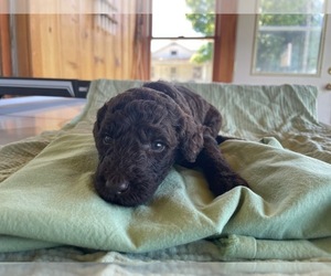 Medium Poodle (Standard)