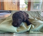 Puppy Cyclone Poodle (Standard)