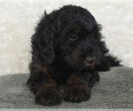 Puppy Dusty Goldendoodle