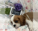 Small #4 Cavalier King Charles Spaniel