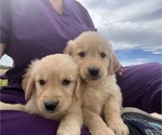 Small Photo #1 Golden Retriever Puppy For Sale in PARKER, CO, USA