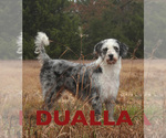 Small Photo #1 F2 Aussiedoodle Puppy For Sale in CHAPEL HILL, NC, USA