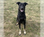Small #1 German Shepherd Dog Mix