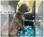 Small Photo #18 Mountain Cur-Plott Hound Mix Puppy For Sale in Rockaway, NJ, USA