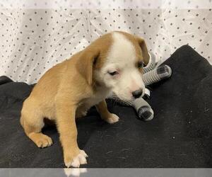 Australian Shepherd-Unknown Mix Dogs for adoption in Modesto, CA, USA