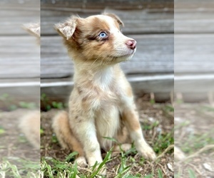 Australian Shepherd Puppy for sale in ORLANDO, FL, USA